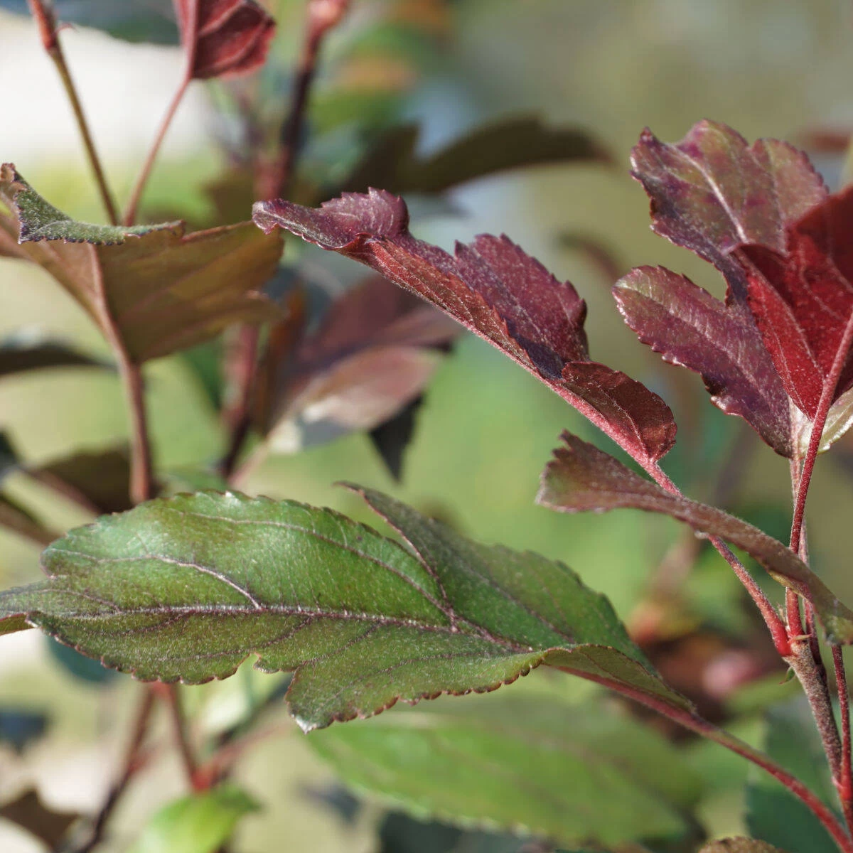 Malus Hybride 'Prairie Fire' 6 Malus Hybride 'Prairie Fire' – Bild 4