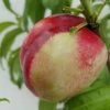 Nektarine `Fantasia´ Prunus Nucipersica `Fantasia´ -Pflanzensamenladen nektarien