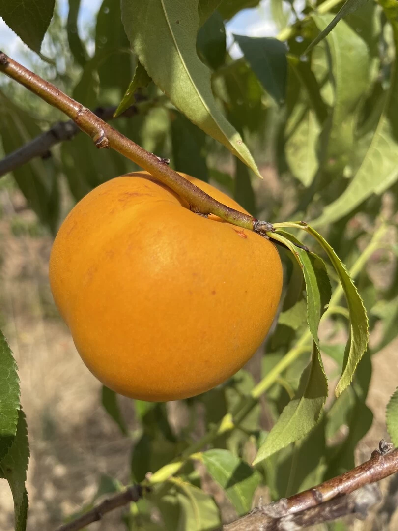 Honig-Nektarine `Bellarina´ Prunus Nucipersica `Bellarina´ 5 Honig-Nektarine `Bellarina´ Prunus Nucipersica `Bellarina´ – Bild 3