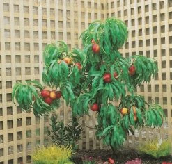 Zwergnektarine `Rubis® Necta ZeeⓈ´ Prunus Nucipersica -Pflanzensamenladen nektarine necta zee rubis baum