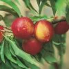 Zwergnektarine `Rubis® Necta ZeeⓈ´ Prunus Nucipersica 2 Zwergnektarine `Rubis® Necta ZeeⓈ´ Prunus Nucipersica -Pflanzensamenladen nektarine necta zee rubis fruechte