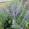 Perovskia Atriplicifolia 'Blue Spire' (Salvia Yangii) -Pflanzensamenladen perovskia atriplicifolia blue spire 1