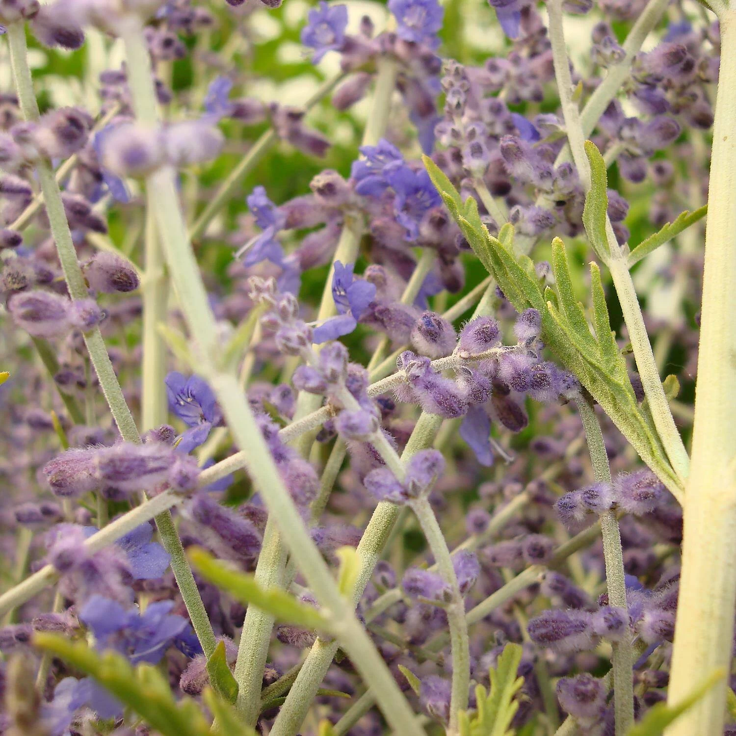 Perovskia Atriplicifolia 'Blue Spire' (Salvia Yangii) 4 Perovskia Atriplicifolia 'Blue Spire' (Salvia Yangii) – Bild 2