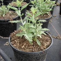 Perovskia Atriplicifolia 'Blue Spire' (Salvia Yangii) 9 Perovskia Atriplicifolia 'Blue Spire' (Salvia Yangii) -Pflanzensamenladen perovskia atriplicifolia blue spire 14