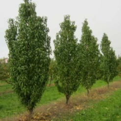 Säulen-Pfirsich `Ellora´ Prunus Persica `Ellora´ -Pflanzensamenladen pfirsich ellora baeume