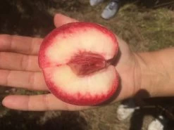 Säulen-Pfirsich `Ellora´ Prunus Persica `Ellora´ -Pflanzensamenladen pfirsich ellora frucht1