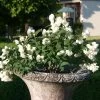 Zwerg-Gartenjasmin `Little White Love´ Philadelphus Coronarius -Pflanzensamenladen philadelphus little white love 3