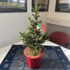 Picea Abies 'Will´s Zwerg'