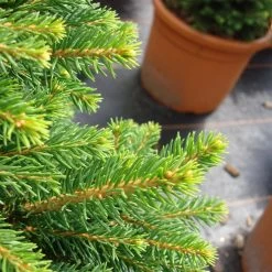Picea Abies 'Will´s Zwerg' -Pflanzensamenladen picea abies wills zwerg 13