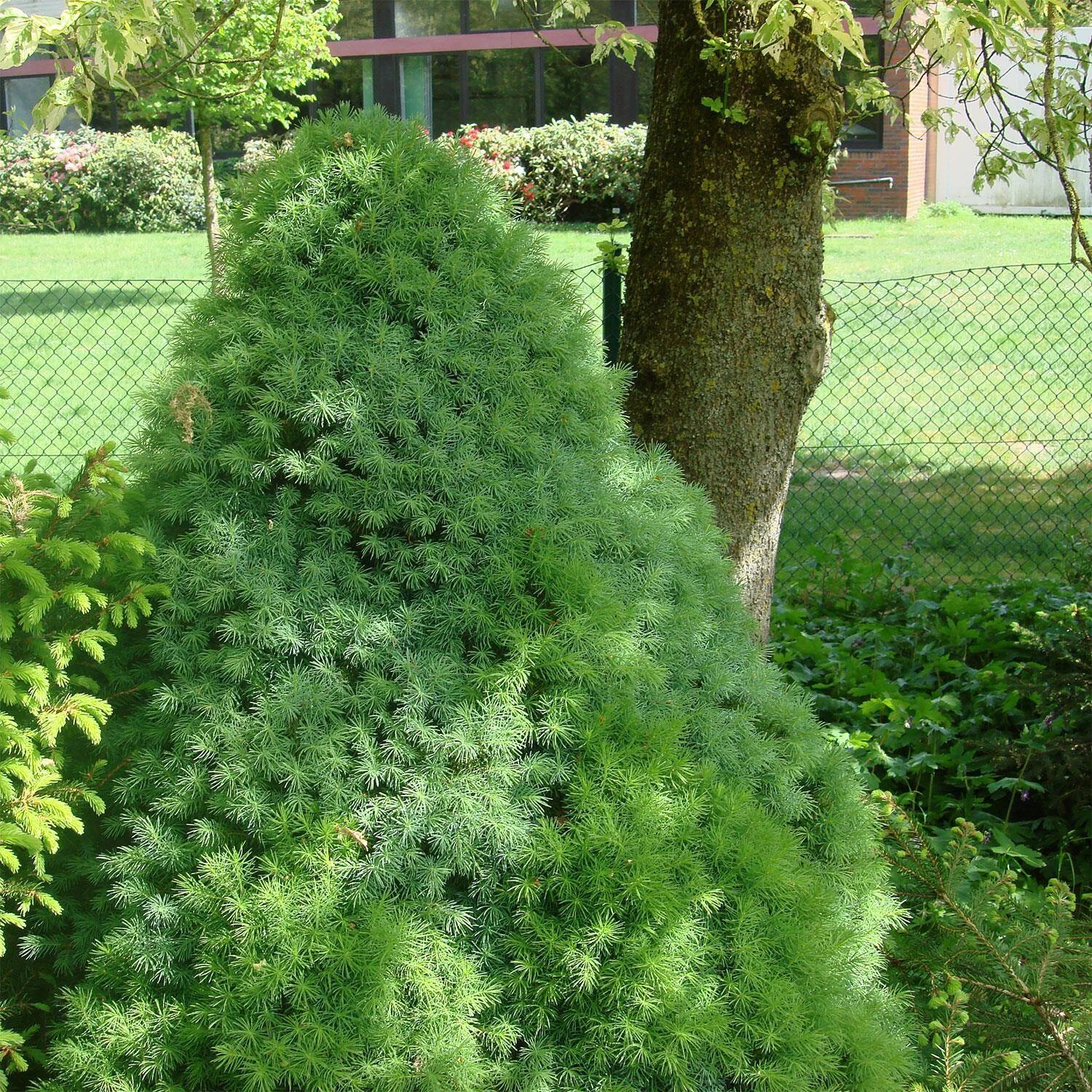 Picea Glauca 'Blue Wonder'® 3 Picea Glauca 'Blue Wonder'®