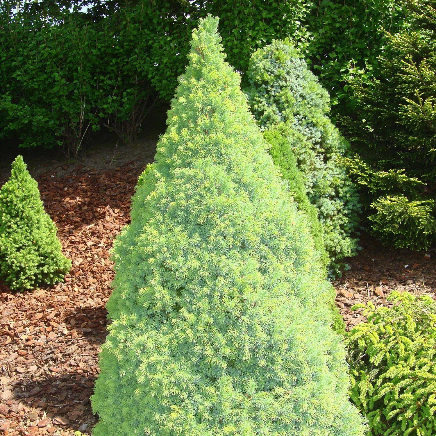 Picea Glauca 'Blue Wonder'® 4 Picea Glauca 'Blue Wonder'® – Bild 2