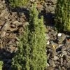 Picea Glauca 'Zuckerhut' 1 Picea Glauca 'Zuckerhut' -Pflanzensamenladen picea glauca zuckerhut