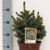 Picea Omorika 'Nana' -Pflanzensamenladen picea omorika nana omorika zwergfichte