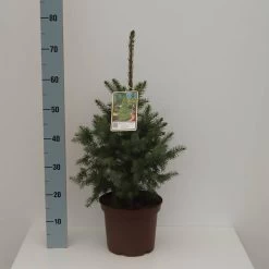 Picea Omorika 'Zuckerhut'