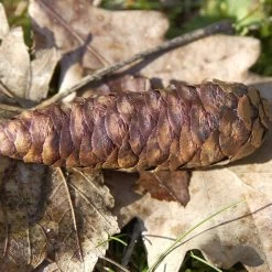 Picea Omorika -Pflanzensamenladen picea omorika3