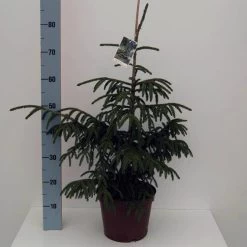 Picea Orientalis 'Aurea'