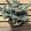 Picea Pungens 'Glauca Globosa' -Pflanzensamenladen picea pungens glauca globosa