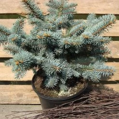 Picea Pungens 'Glauca Globosa'