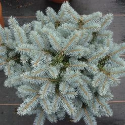 Picea Pungens 'Glauca Globosa' -Pflanzensamenladen picea pungens glauca globosa3