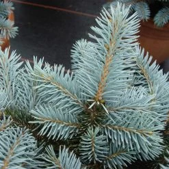 Picea Pungens 'Glauca Globosa' -Pflanzensamenladen picea pungens glauca globosa4