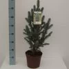 Picea Pungens 'Iseli Fastigiate' -Pflanzensamenladen picea pungens iseli fastigiate saeulen silberfichte