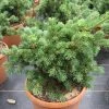 Picea Pungens 'Lucky Strike' -Pflanzensamenladen picea pungens lucky strike