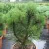 Pinus Leucodermis 'Compact Gem' -Pflanzensamenladen pinus leucodermis compact gem