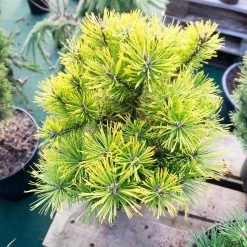 Pinus Mugo 'Carsten's Wintergold' 8 Pinus Mugo 'Carsten's Wintergold' -Pflanzensamenladen pinus mugo carstens wintergold berg kiefer3