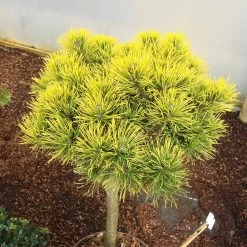 Pinus Mugo 'Carsten's Wintergold' 9 Pinus Mugo 'Carsten's Wintergold' -Pflanzensamenladen pinus mugo carstens wintergold berg kiefer4