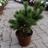 Pinus Mugo 'Gnom' -Pflanzensamenladen pinus mugo gnom strauch kiefer