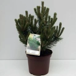 Pinus Mugo 'Gnom' -Pflanzensamenladen pinus mugo gnom strauch kiefer4