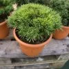 Pinus Mugo 'Humpy' 1 Pinus Mugo 'Humpy' -Pflanzensamenladen pinus mugo humpy zwerg bergkiefer