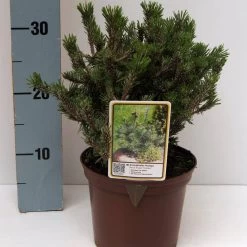 Pinus Mugo 'Humpy' -Pflanzensamenladen pinus mugo humpy zwerg bergkiefer3
