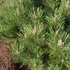 Pinus Mugo 'Laurin' -Pflanzensamenladen pinus mugo laurin zwerg strauch kiefer4