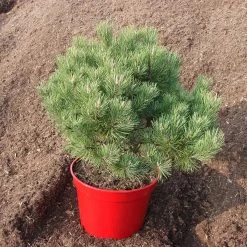 Pinus Mugo 'Laurin' -Pflanzensamenladen pinus mugo laurin zwerg strauch kiefer5