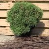 Pinus Mugo 'Mops' -Pflanzensamenladen pinus mugo mops