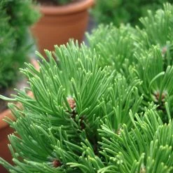 Pflanzensamenladen -Pflanzensamenladen pinus mugo picobello2