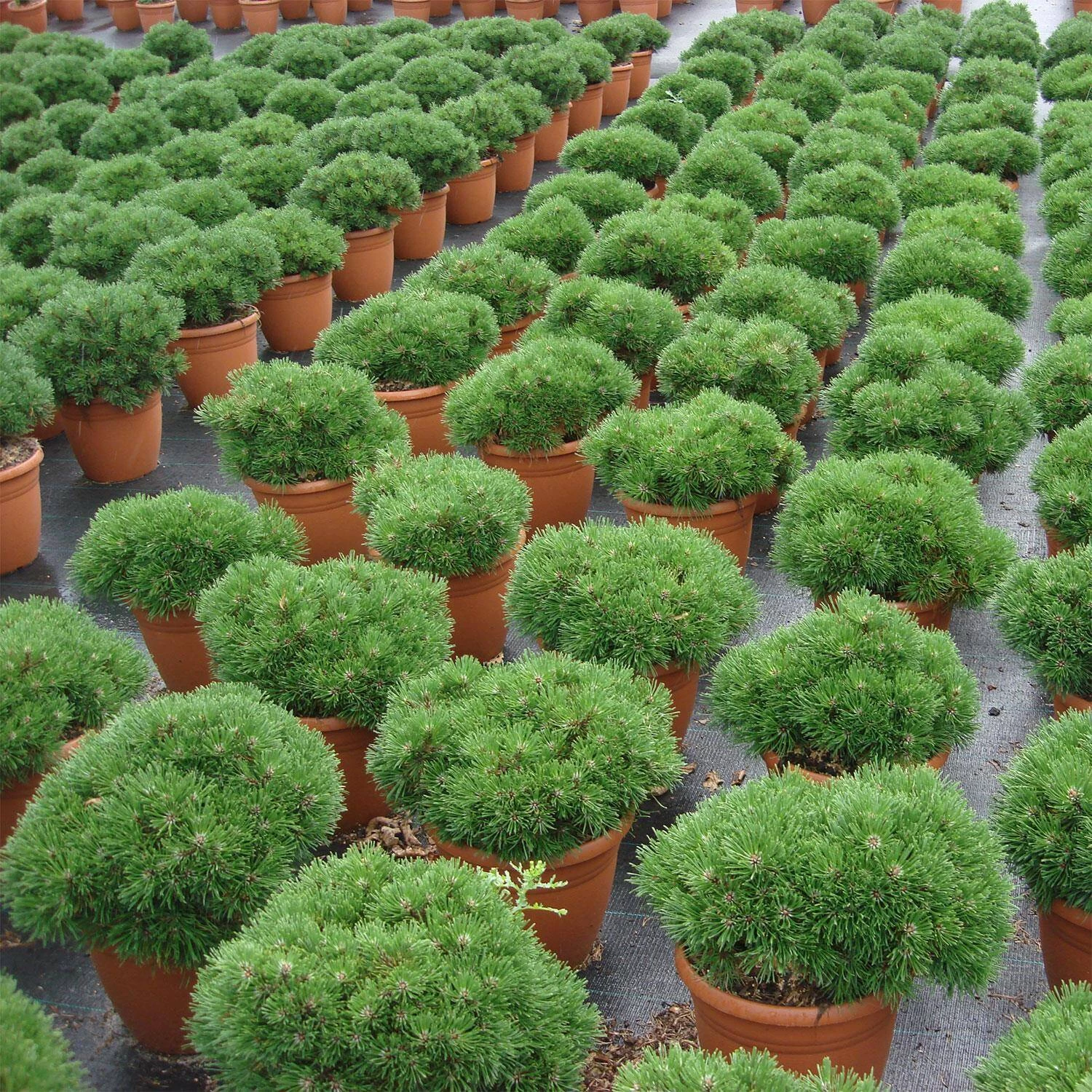 Pinus Mugo/uncinata 'Grüne Welle' 4 Pinus Mugo/uncinata 'Grüne Welle' – Bild 2