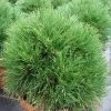 Pinus Mugo 'Varella' -Pflanzensamenladen pinus mugo varella