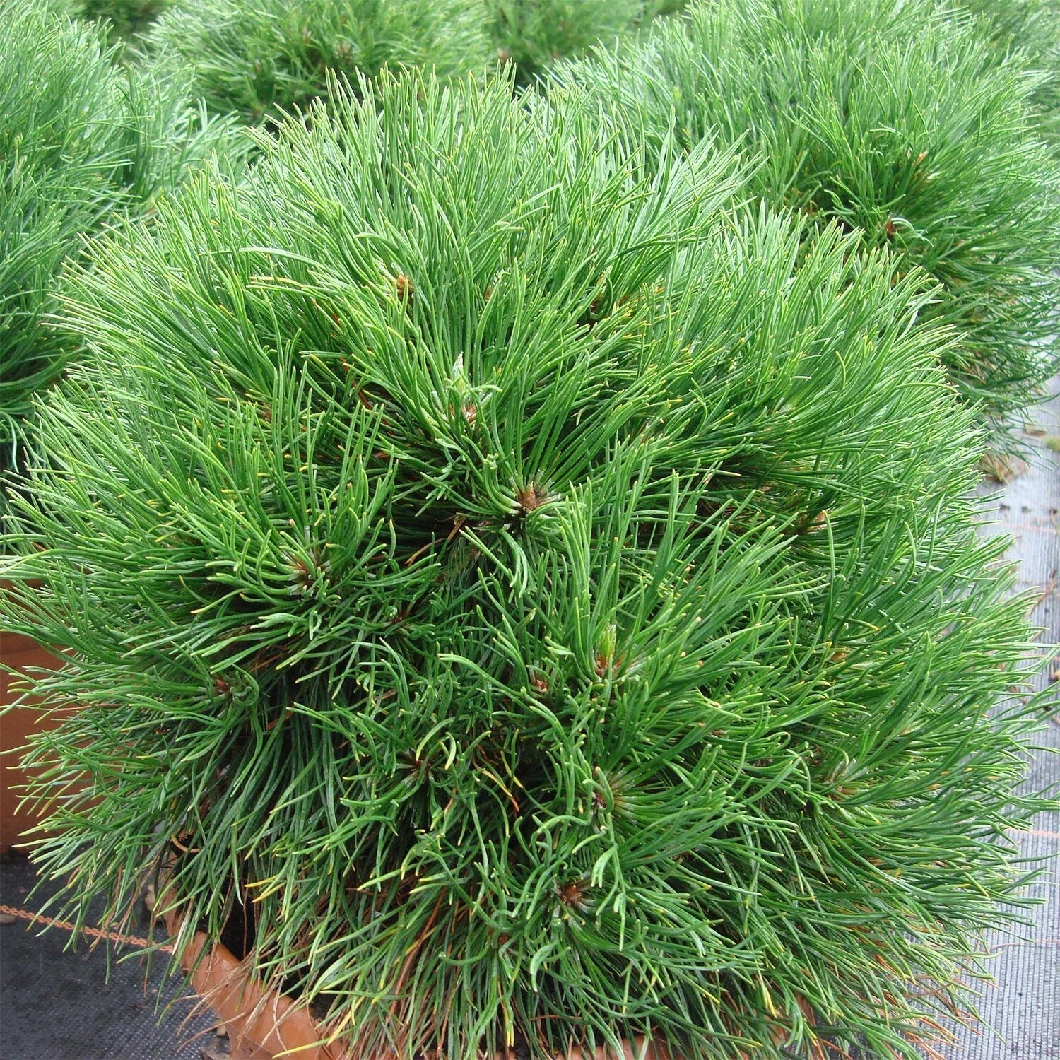 Pinus Mugo 'Varella' 3 Pinus Mugo 'Varella'