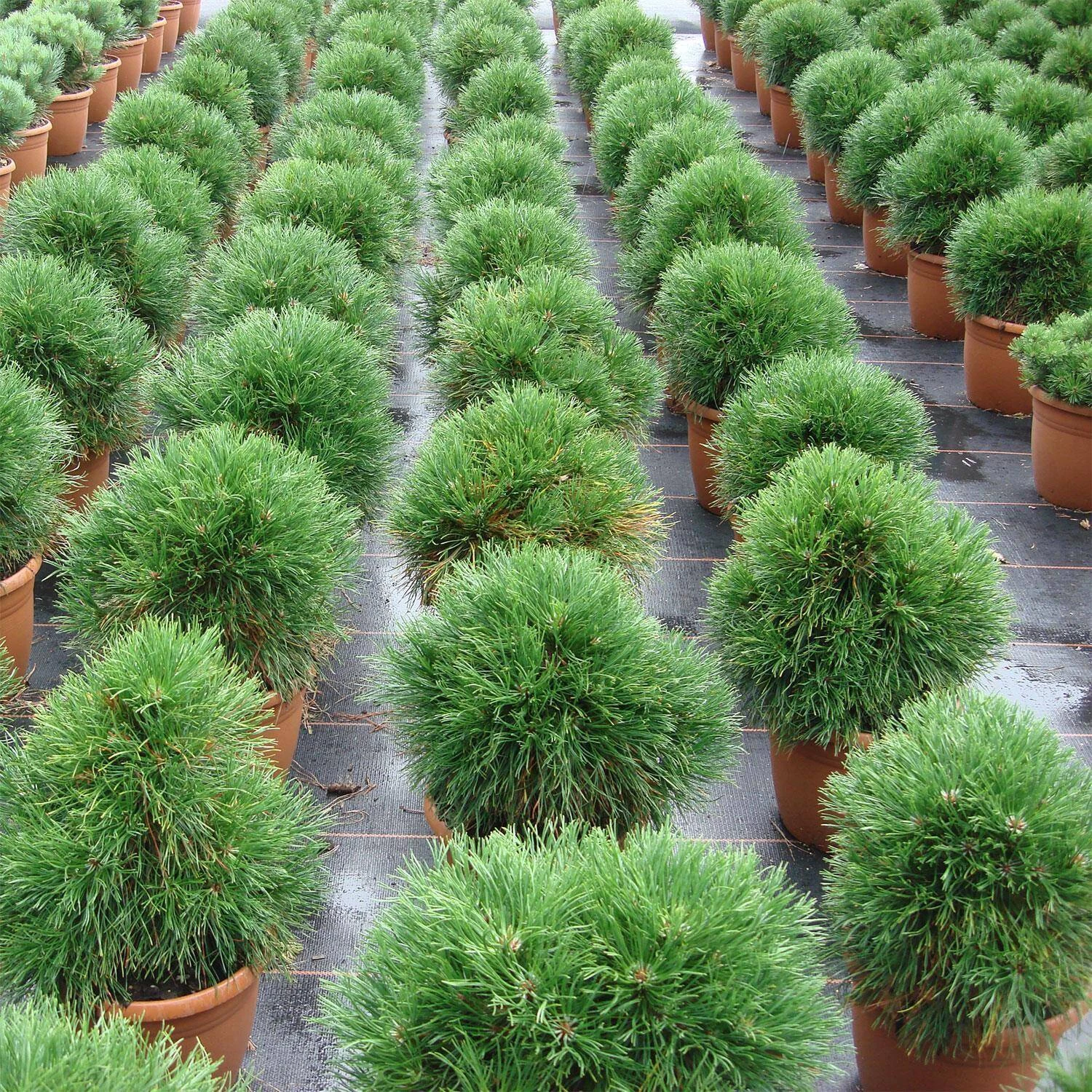 Pinus Mugo 'Varella' 4 Pinus Mugo 'Varella' – Bild 2