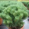 Pinus Sylvestris 'Watereri' -Pflanzensamenladen pinus sylvestris watereri