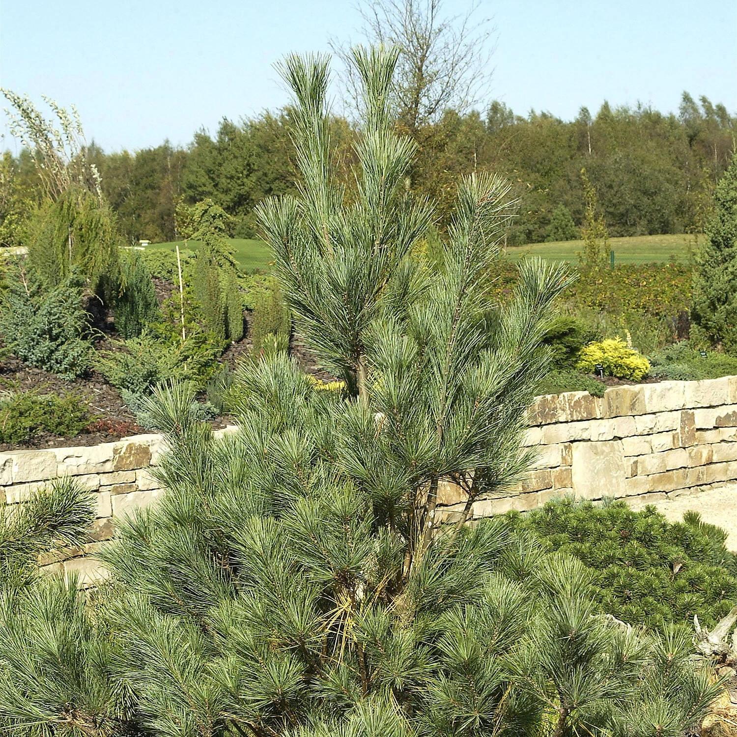 Pinus Wallichiana 'Densa Hill' 3 Pinus Wallichiana 'Densa Hill'