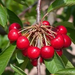 Prunus Avium 'Burlat'