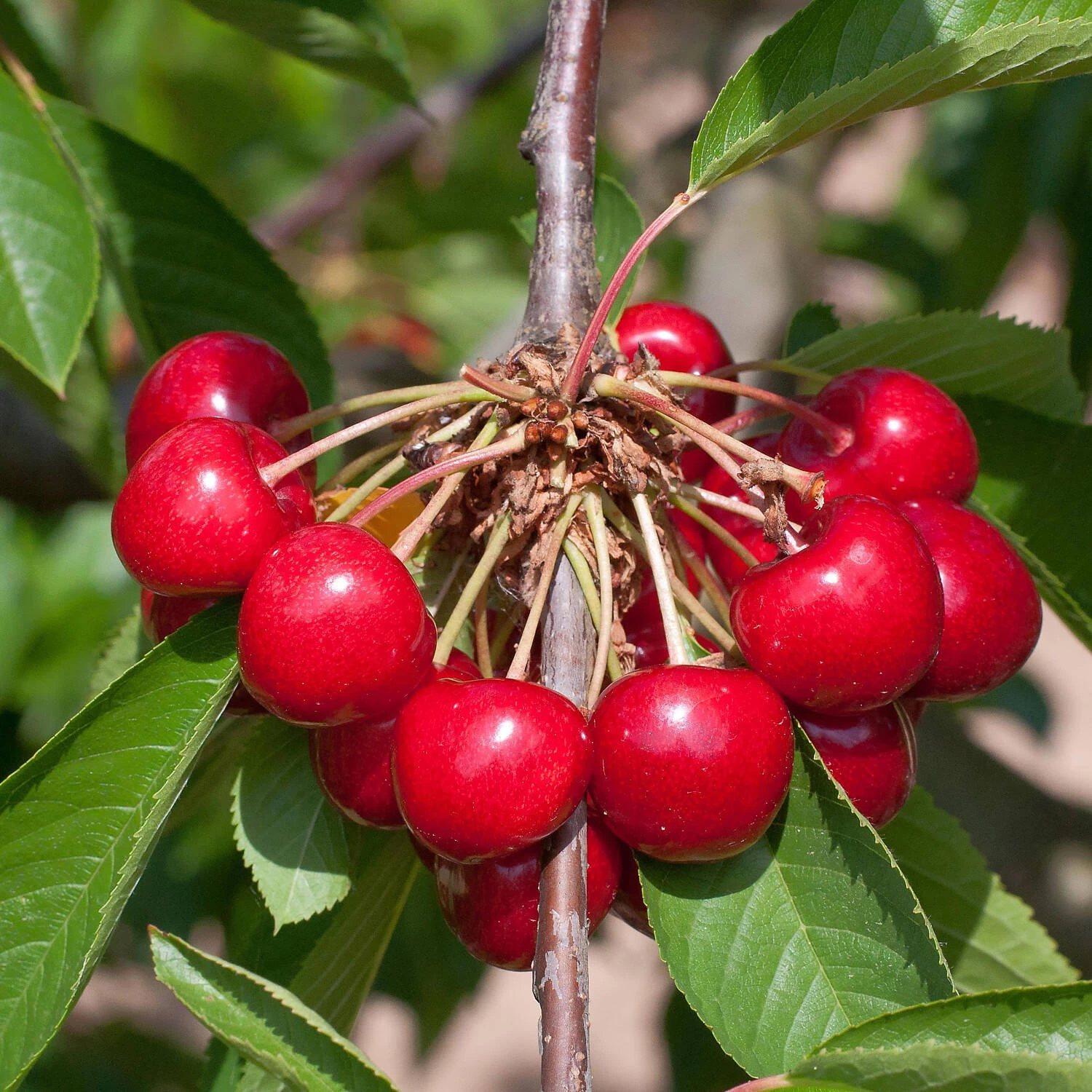 Prunus Avium 'Burlat' 3 Prunus Avium 'Burlat'