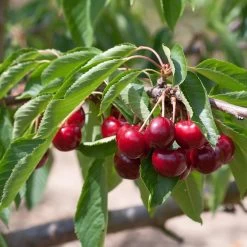 Prunus Avium 'Lapins'