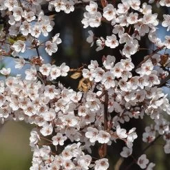 Prunus Cerasifera 'Hollywood'