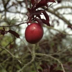 Prunus Cerasifera 'Hollywood' -Pflanzensamenladen prunus cerasifera hollywood3