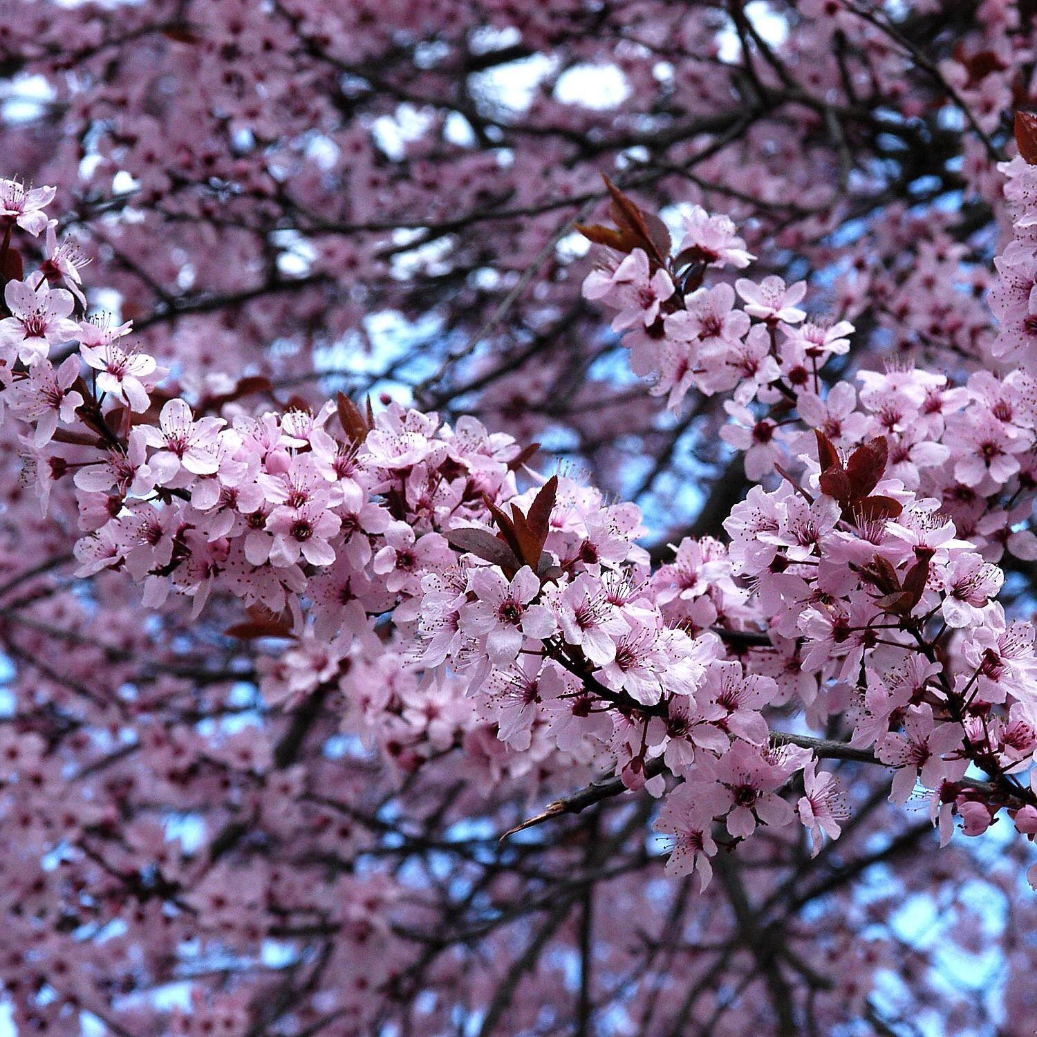 Prunus Cerasifera 'Nigra' 3 Prunus Cerasifera 'Nigra'