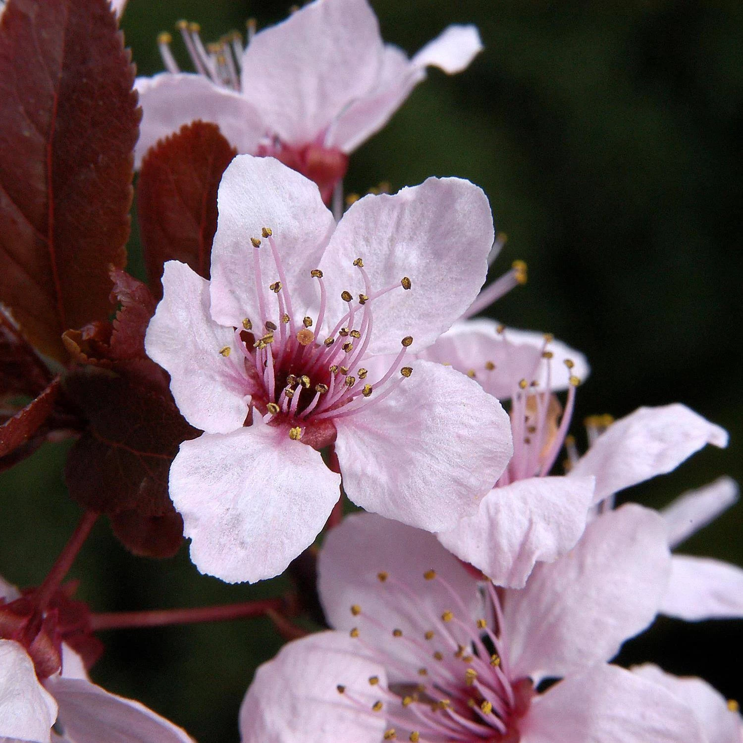 Prunus Cerasifera 'Nigra' 4 Prunus Cerasifera 'Nigra' – Bild 2